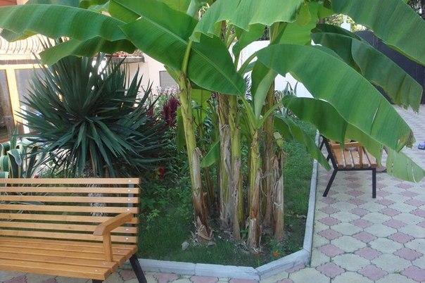 Guest House Milana Sochumi Exterior foto